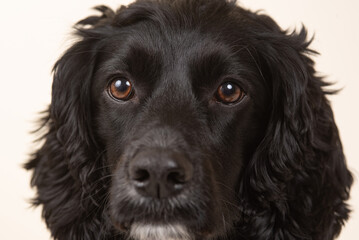 black and white cocker spaniel