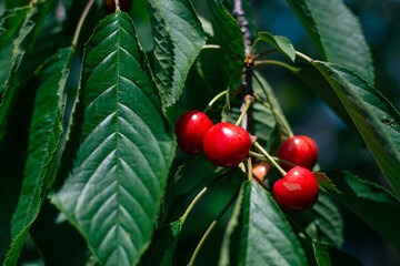 Fototapeta na wymiar Red ripe cherries on a tree branch in the garden. Spring fruits