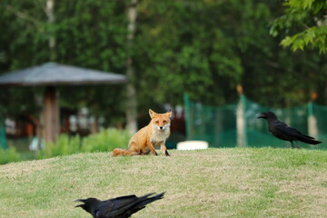 パークゴルフ場で座るキタキツネ