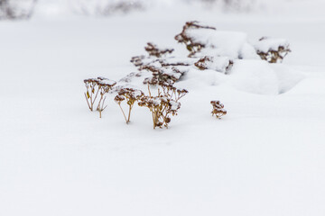 Small Plants under heavy snow - 484506781