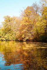 Obraz premium Beautiful lake with autumn trees in park