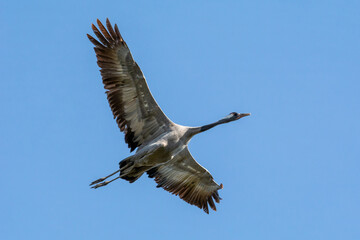 Grulla