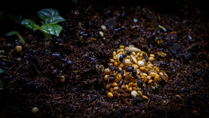 ants harvesting seeds, messor barbarus, 