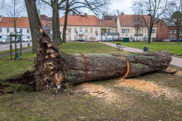 Fototapeta na wymiar tree that fell due to a storm was sawn up
