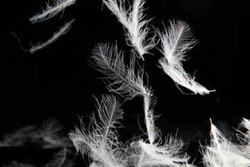 Obraz premium 舞い上がるフェザー