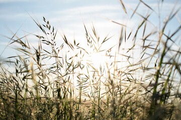 Fototapeta premium Photo