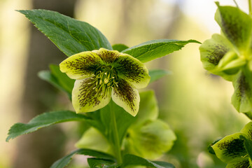 Helleborus orientalis Ballard hybrids Yellow Spotted flower 