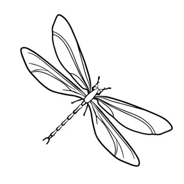 Contour drawing of a dragonfly on a white background. Doodle style. A design element.