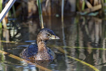 Cute Pied billed Grebe swims in reclaimed water system in closeup at Gilbert Water Ranch in Arizona