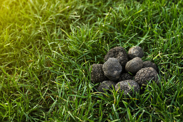 Obraz na płótnie Canvas Fresh truffles on green grass, space for text