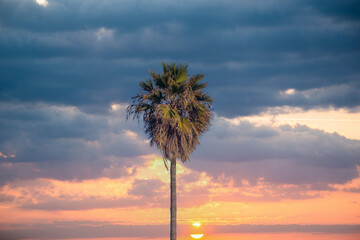 Tall palm tree by the sea on a background of cloudy sunset