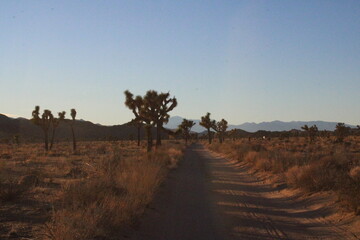 joshua tree national park