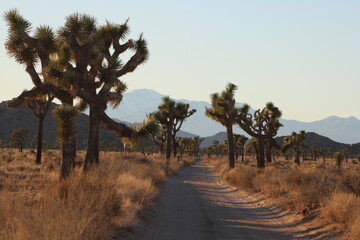 joshua tree national park