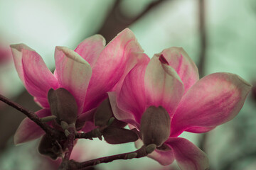 Fototapeta na wymiar Naturalne wiosenne tło kwitnących kwiatów magnolii w nieostrości. Bokeh, tapeta.