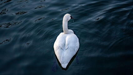 A white swan swimming in a lake