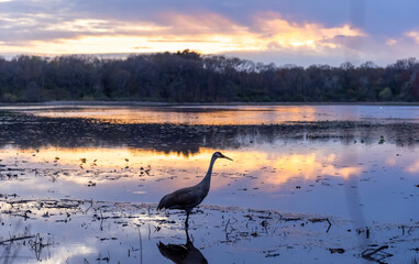 Sandhill crane in the middle of lake under twilight - obrazy, fototapety, plakaty
