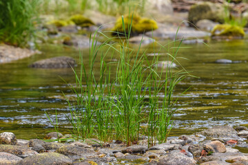Green grass growing in the river through the rocks