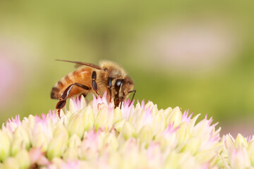 Extreme close up shot of bee on a flower collecting pollen