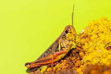 Close up shot of Grasshopper on green background