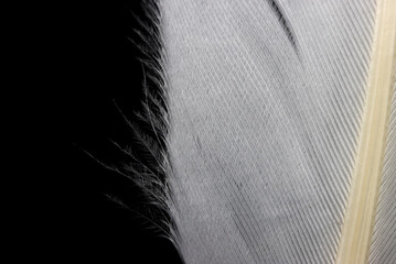 Close up shot of feather on black background