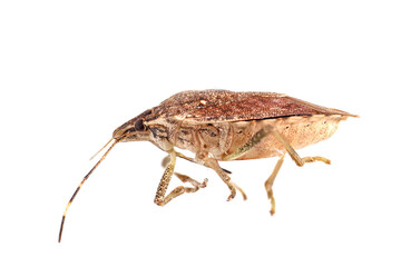 The brown marmorated stink bug on white background, originally from East Asia