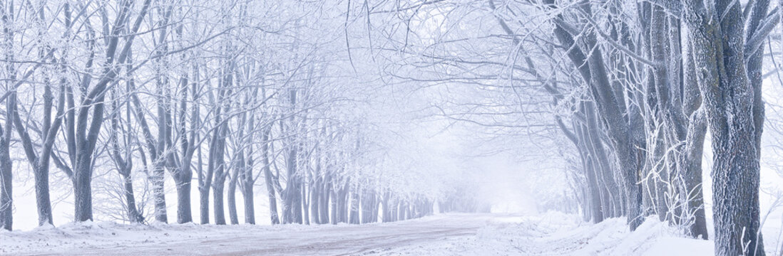 Maple trees alley in frost. Winter rural dirt road. Snow covered field landscape. Cold cloudy weather