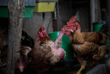 Funny hen among white chicken in the dirty poultry yard after the rain.