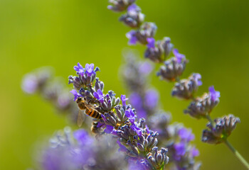 butterfly and lavender and honeybee