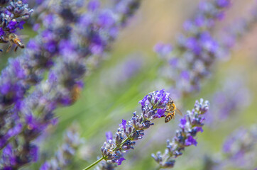 butterfly and lavender and honeybee