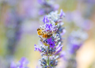 butterfly and lavender and honeybee