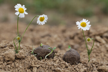 Guerrilla gardening. Seed bombs flower. Chamomile wild flower Plants sprouting from seed ball. Seed...