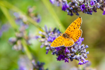 butterfly and lavender and honeybee