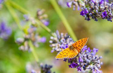butterfly and lavender and honeybee