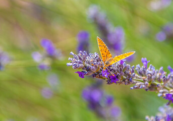 lavender and butterfly