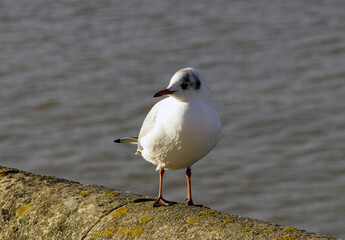 seagull on the beach