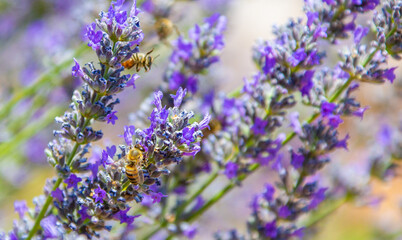 honeybee and lavender