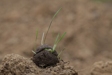 Plants sprouting from a seedball. Seed Bombs on dry soil. Guerrilla gardening concept.