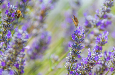 honeybee and lavender