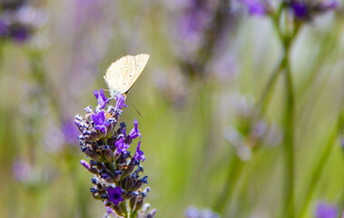 lavender and butterfly