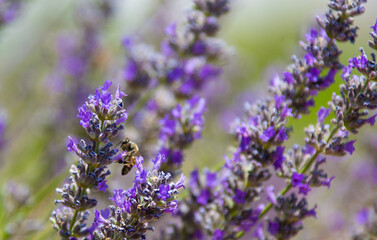 honeybee and lavender