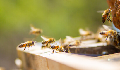 honeybee and lavender