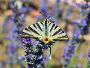 lavender and butterfly