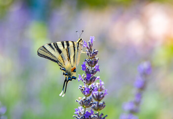 lavender and butterfly