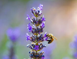 honeybee and lavender