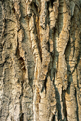 Oak Tree Bark Creates a Beautiful Background Texture