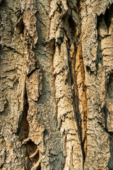 Oak Tree Bark Creates a Beautiful Background Texture