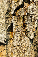 Oak Tree Bark Creates a Beautiful Background Texture