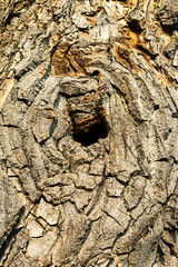 Oak Tree Bark Creates a Beautiful Background Texture