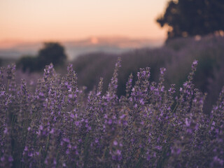 Lavender field at sunset time, summer season