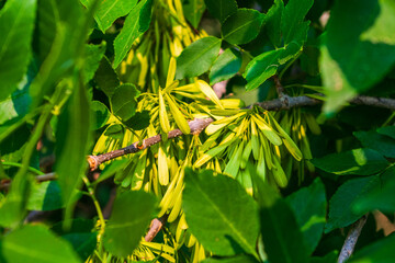 Ash Tree Seeds on Branch